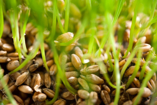 csinald-magad-csiraztatas1