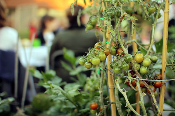 csinald-magad-kozossegi-kert