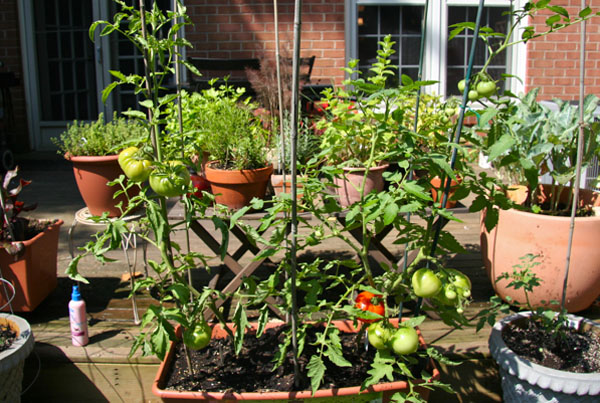 csinald-magad-zoldseg-viragcserep