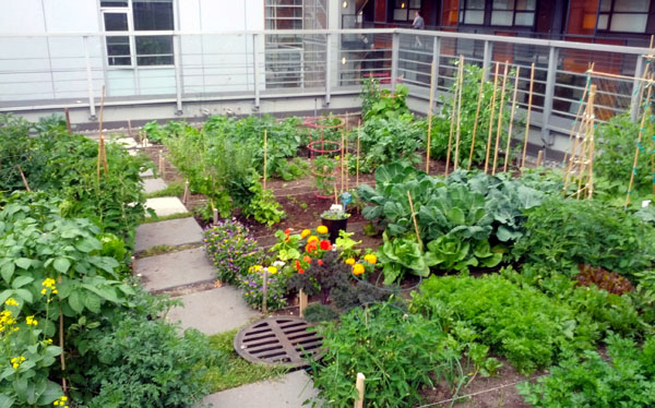 csinald-magad-zoldseg-viragoskert