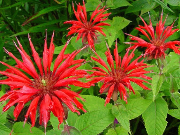 gyogynoveny_termsztes_onellato_bergamot