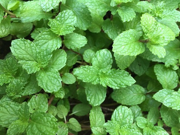 gyogynoveny_termsztes_onellato_citromfu