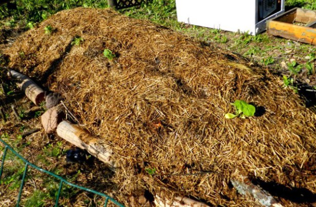 onellatas_hugelkultura3