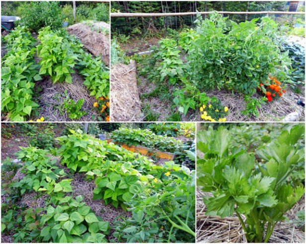 onellatas_hugelkultura5