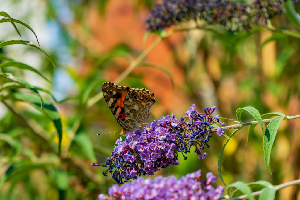 innovatív kerti megoldások